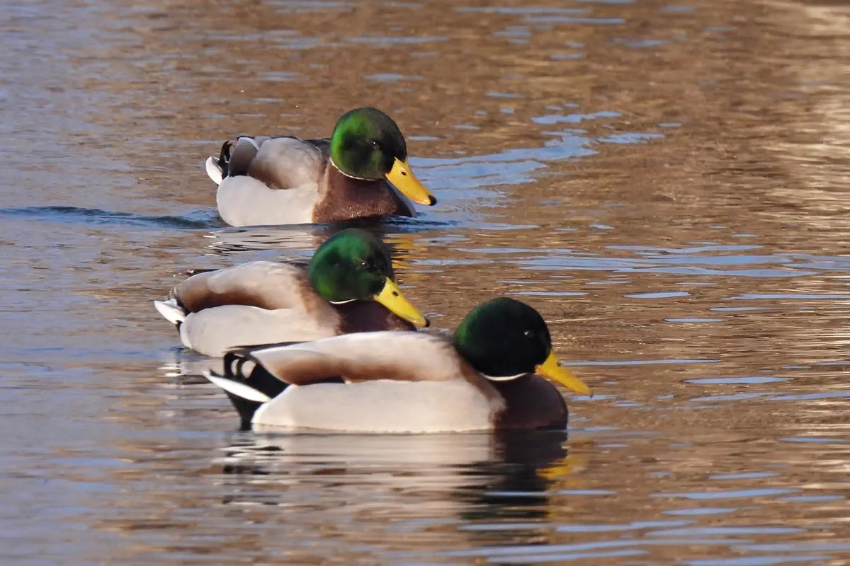 Stockenten