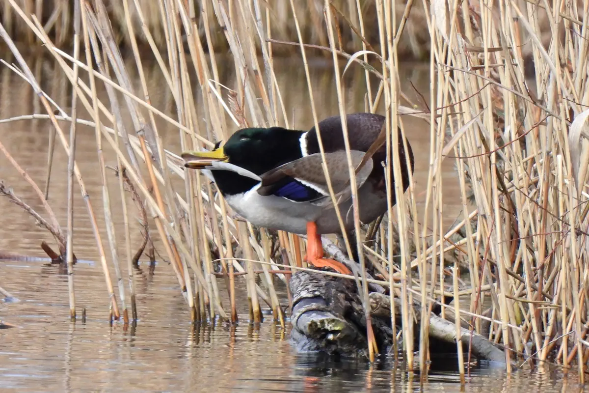 Stockente
