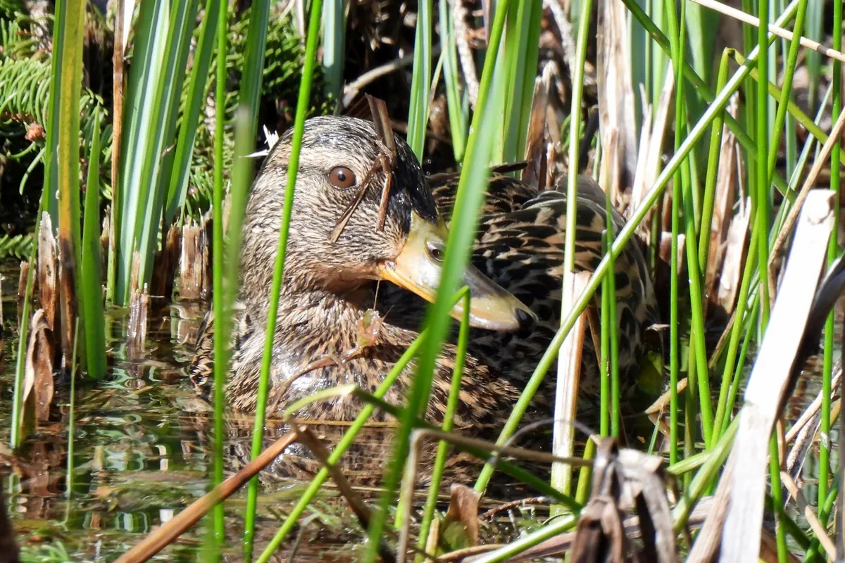 Stockente