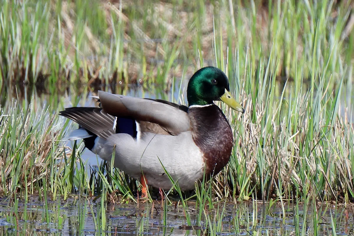 Stockente