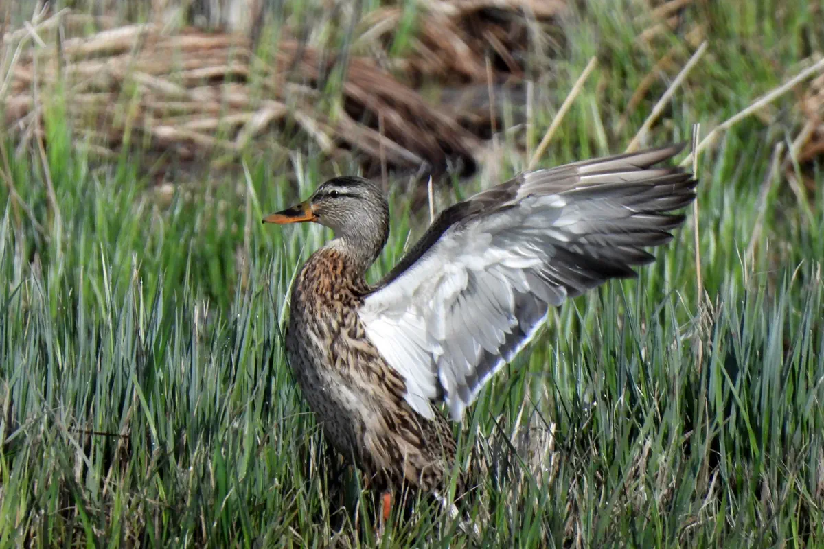 Stockente