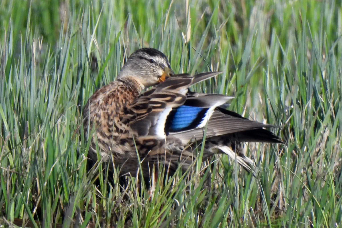 Stockente