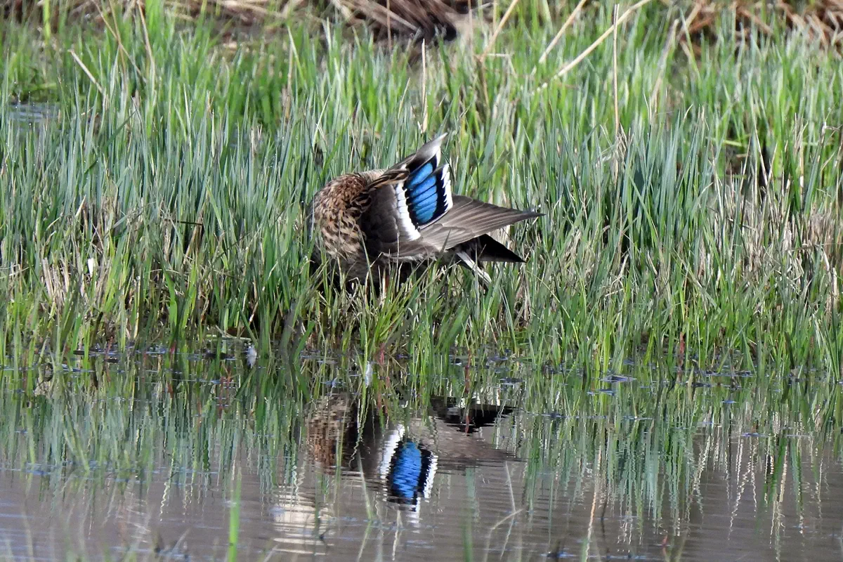 Stockente