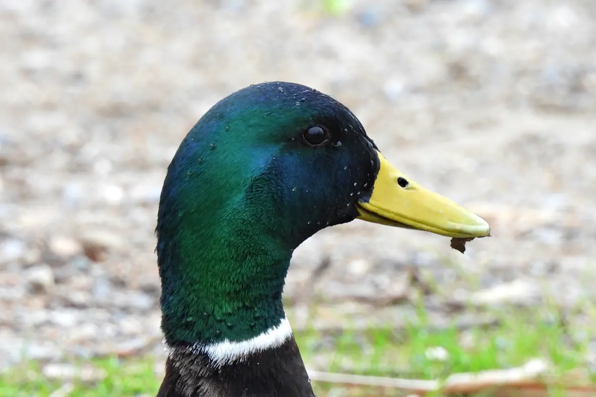 Stockente