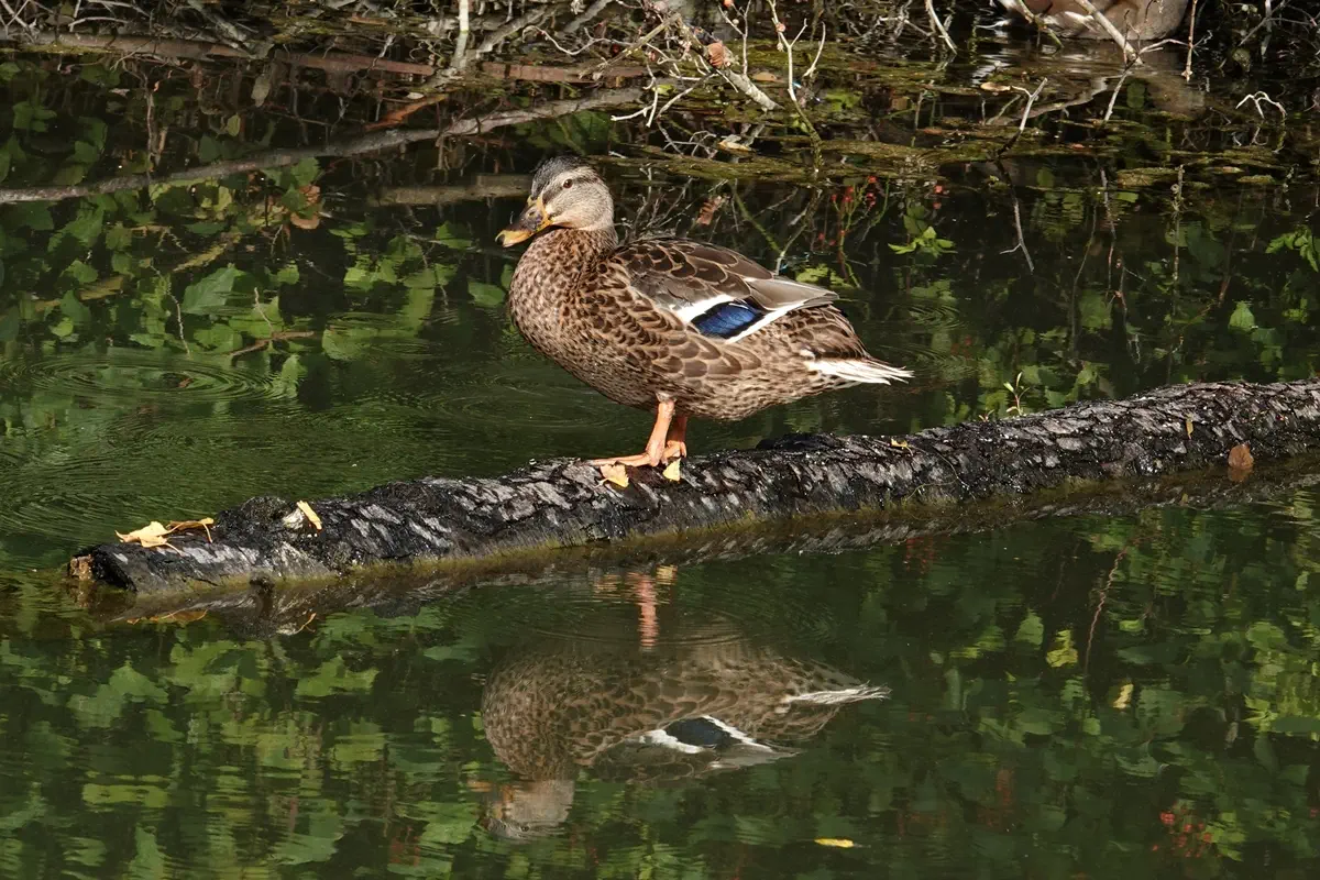 Stockente