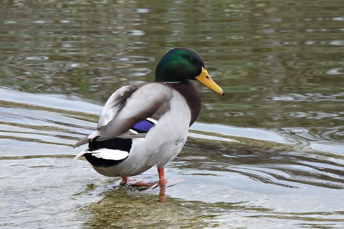 Stockente