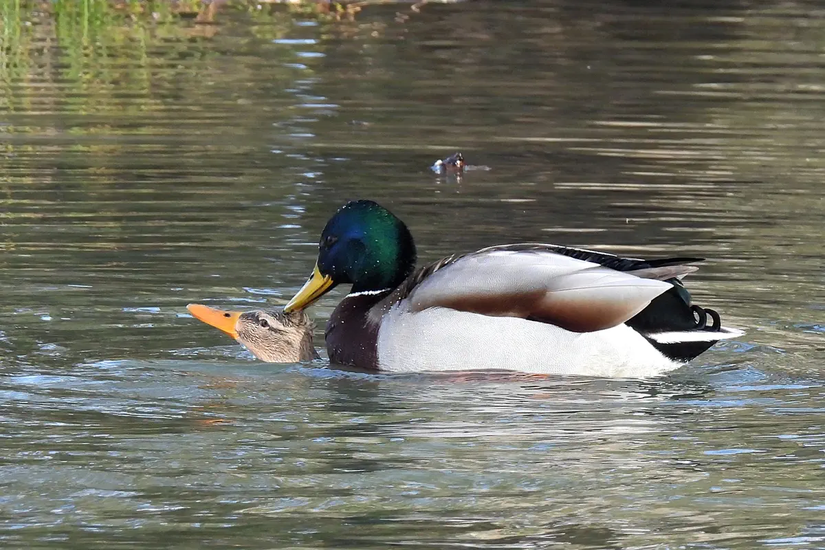 Stockente