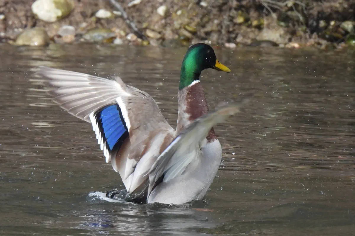 Stockente