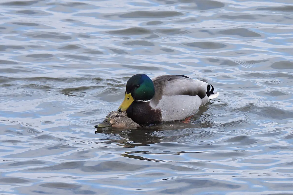 Stockente