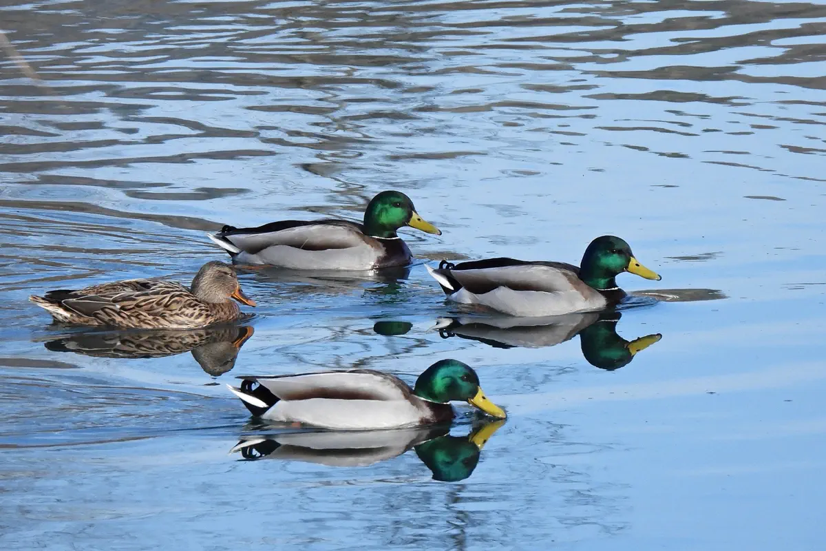 Stockente