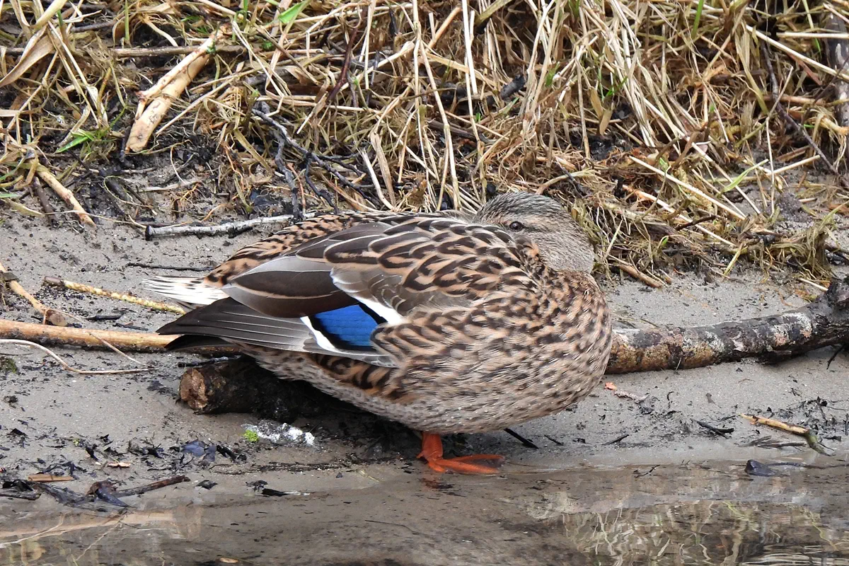 Stockente