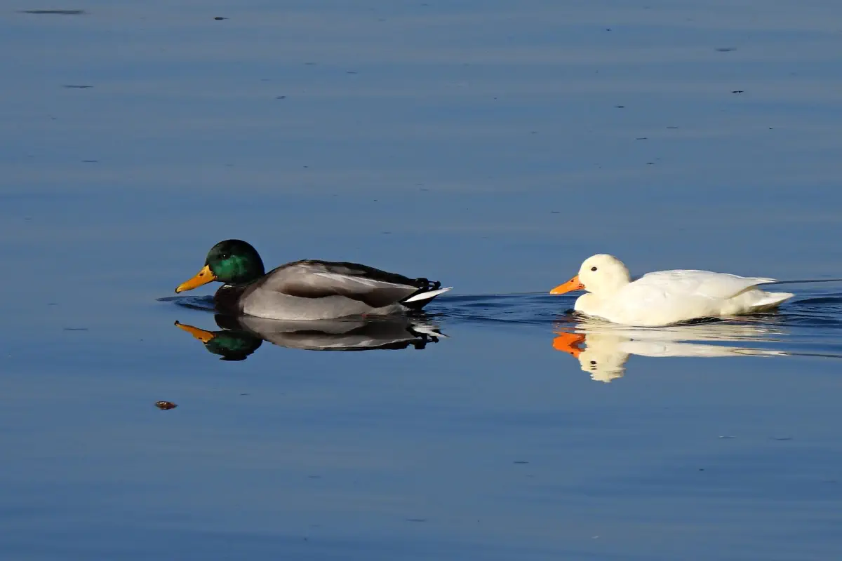 Stockente