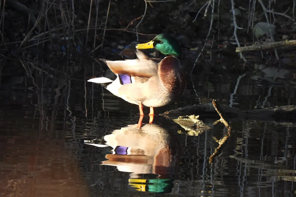Stockente