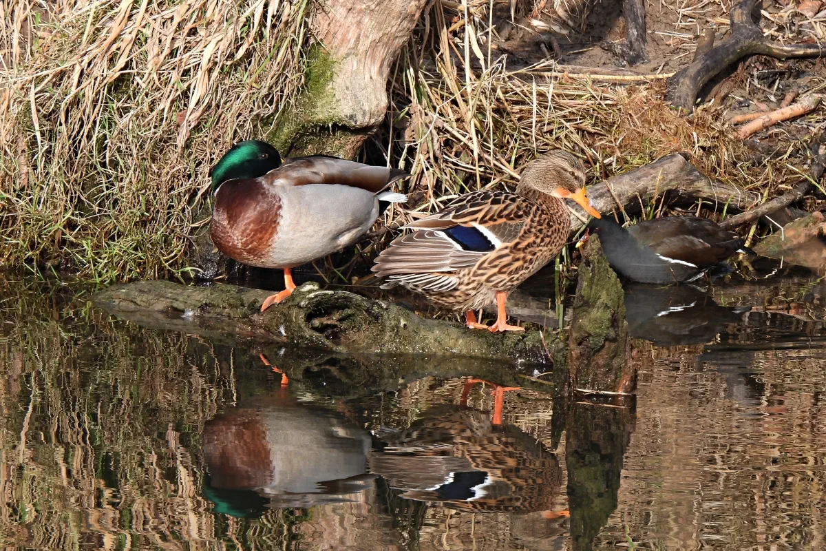 Stockente