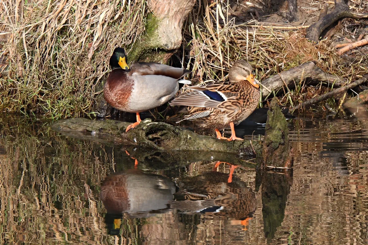 Stockente