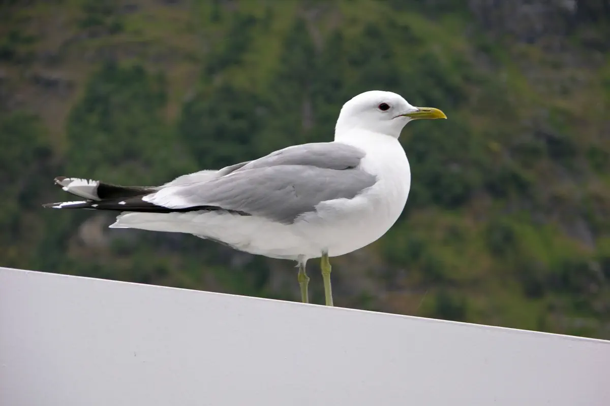 Sturmmöwe
