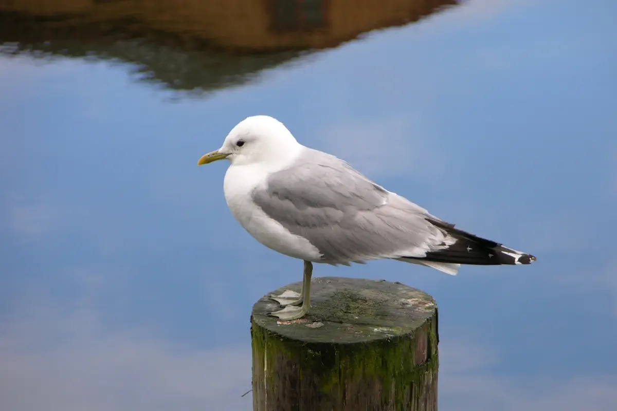 Sturmmöwe