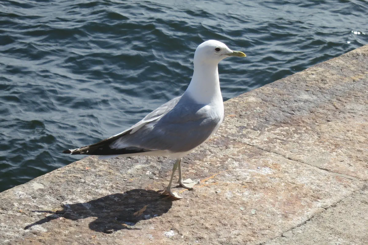 Sturmmöwe