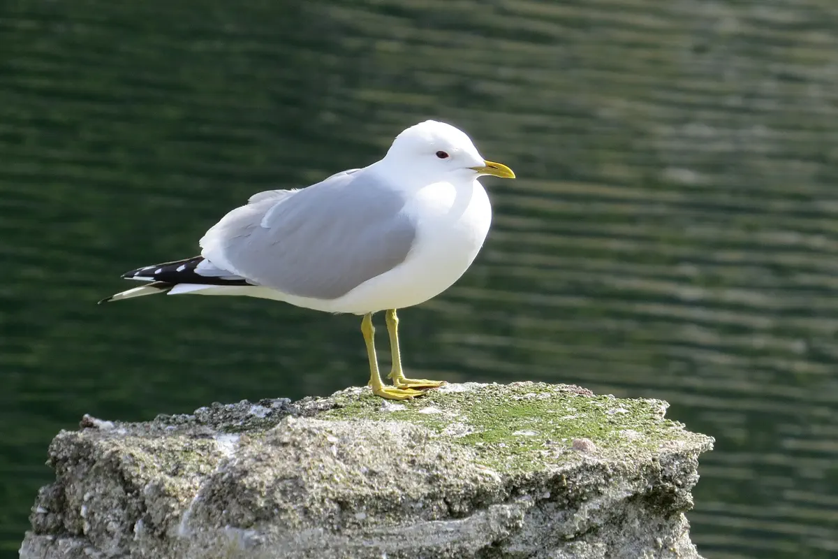 Sturmmöwe
