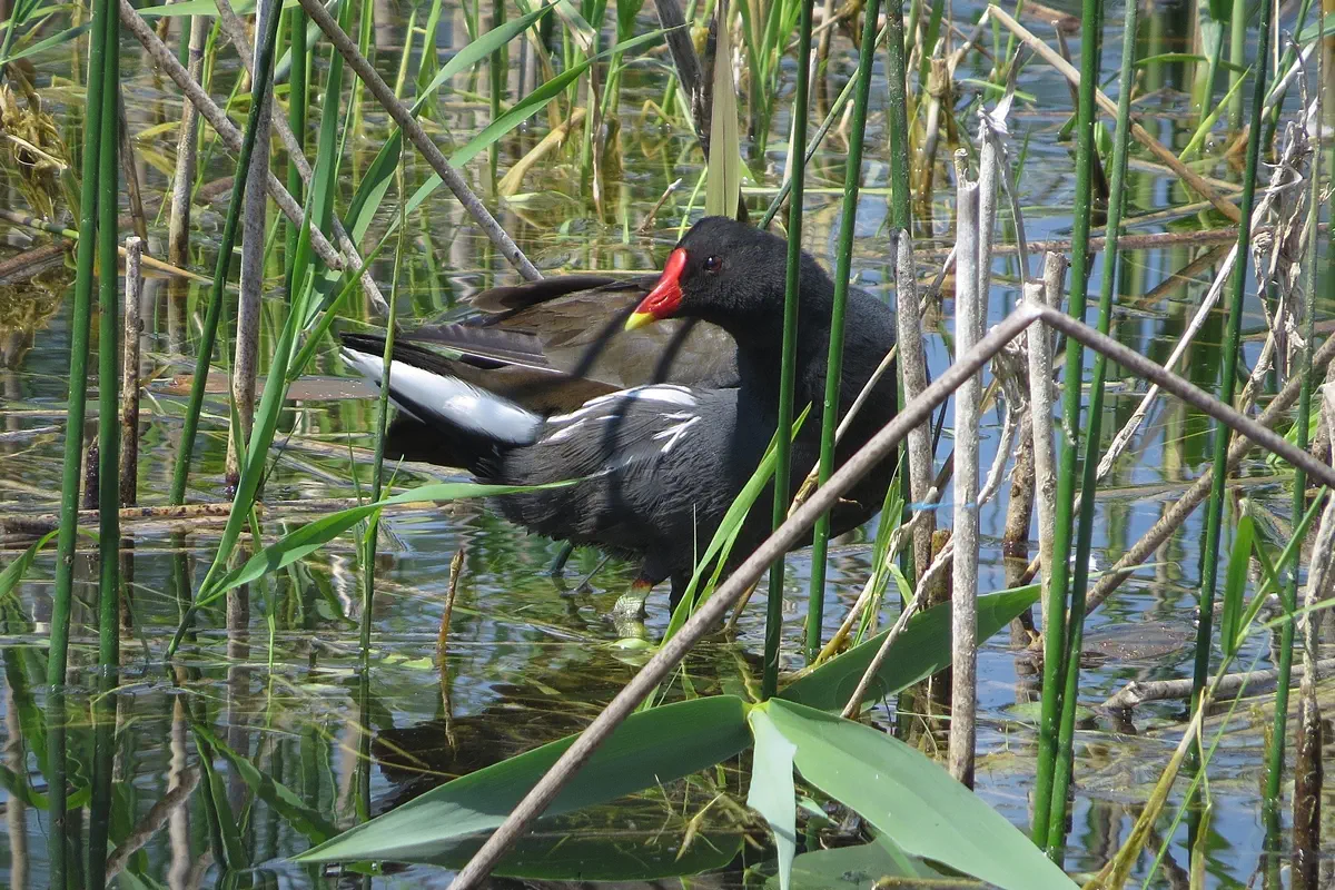 Teichhuhn