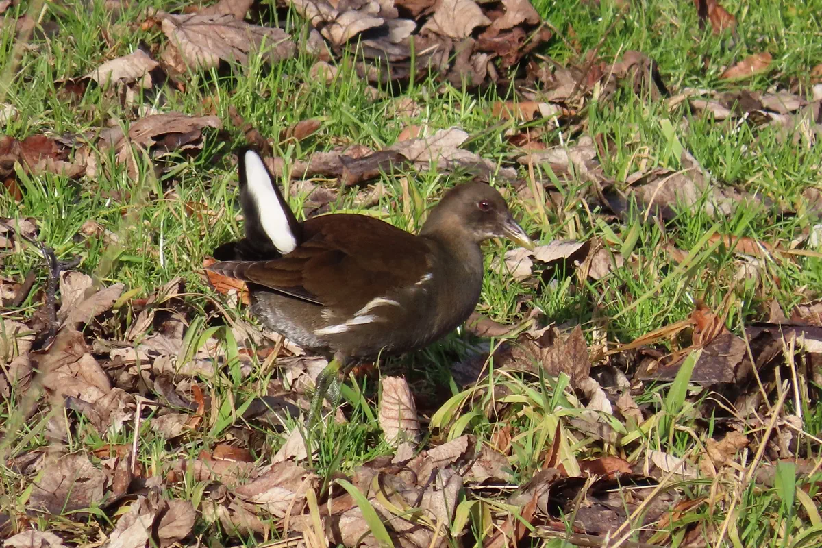 Teichhuhn