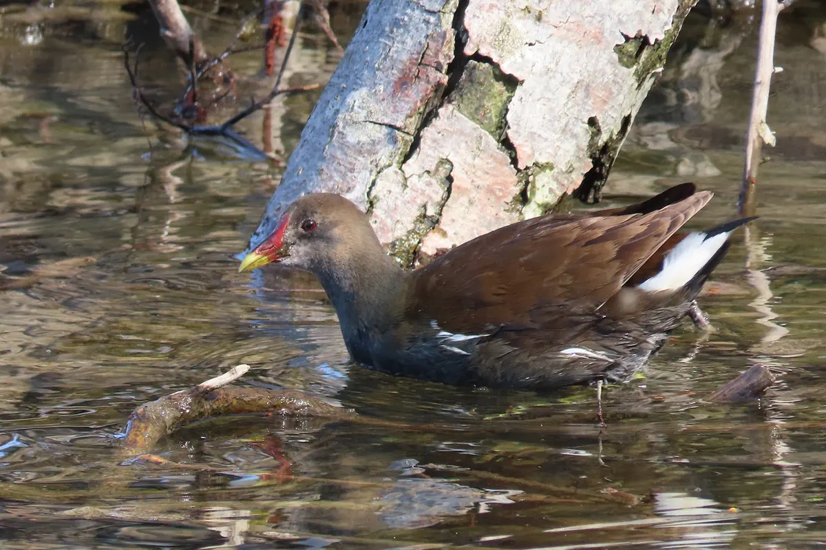 Teichhuhn