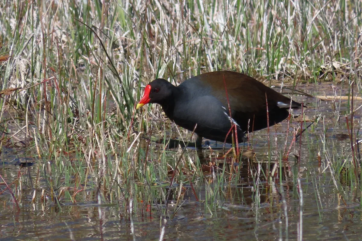 Teichhuhn