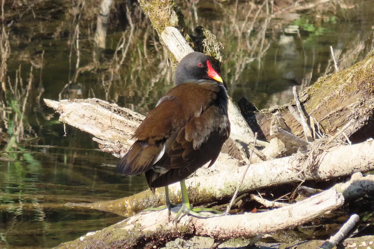 Teichhuhn