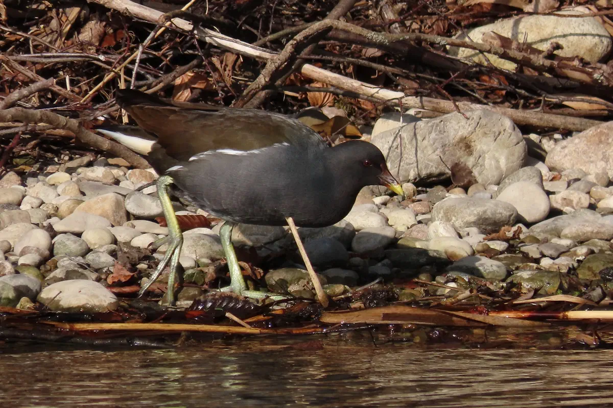 Teichhuhn