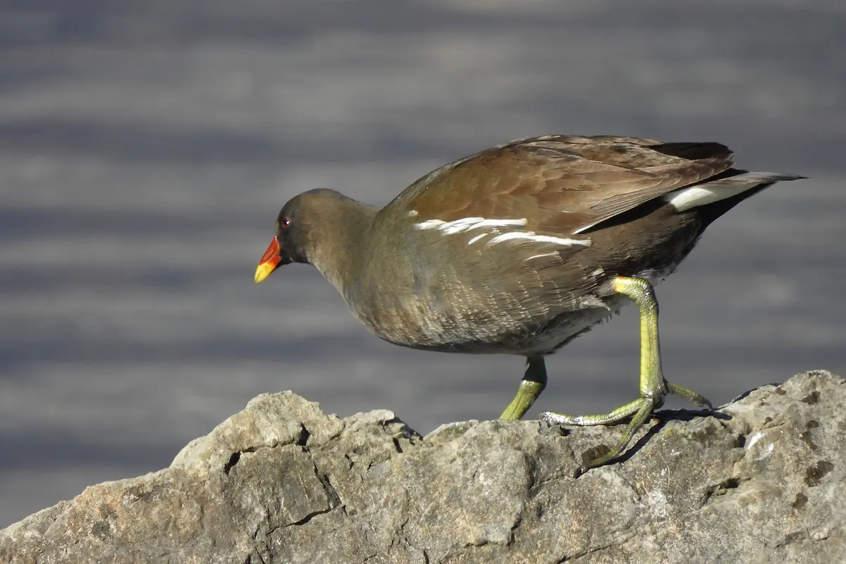 Teichhuhn