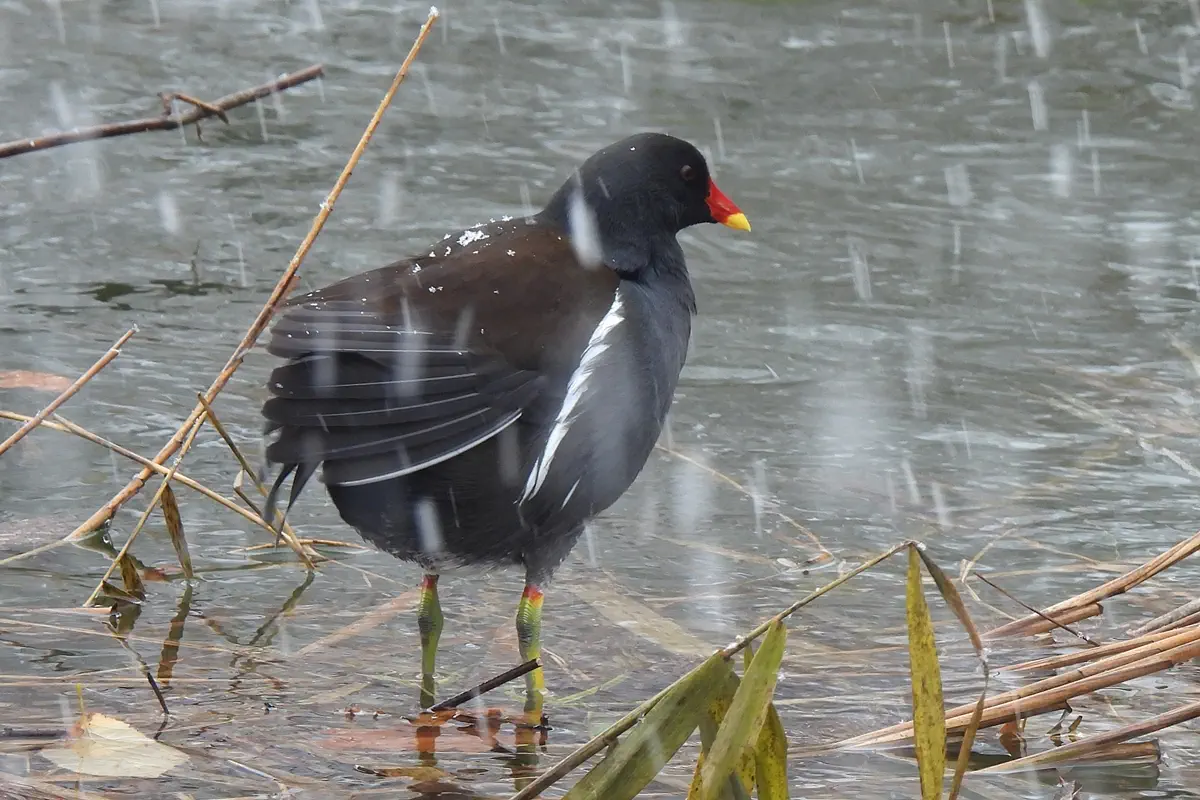 Teichhuhn