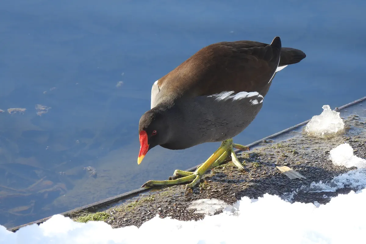 Teichhuhn
