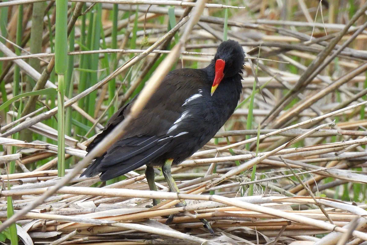 Teichhuhn