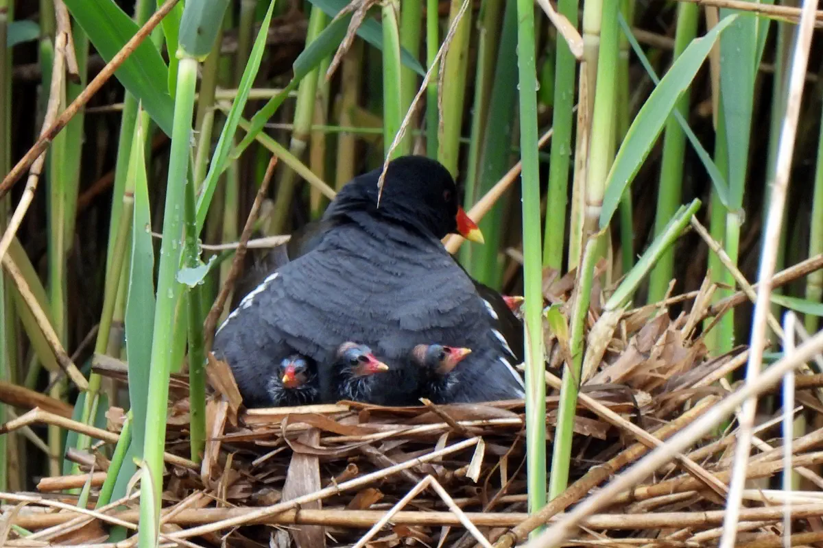 Teichhuhn