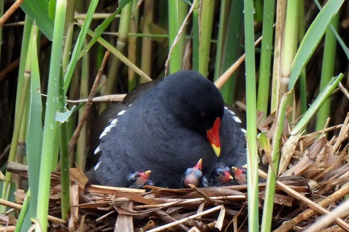 Teichhuhn