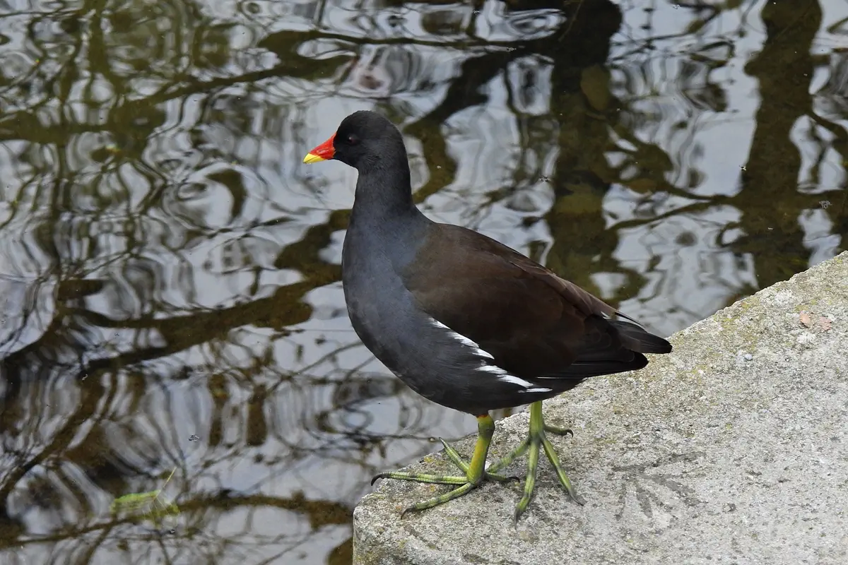 Teichhuhn
