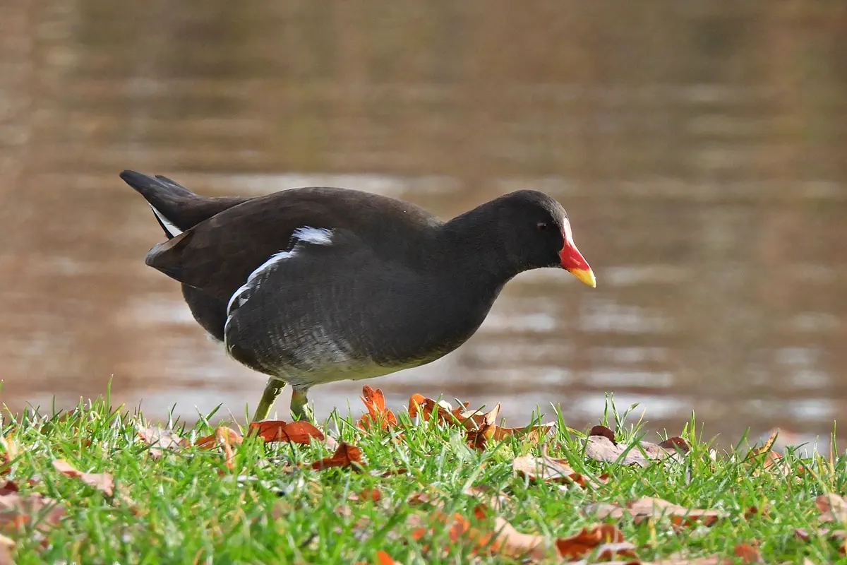 Teichhuhn