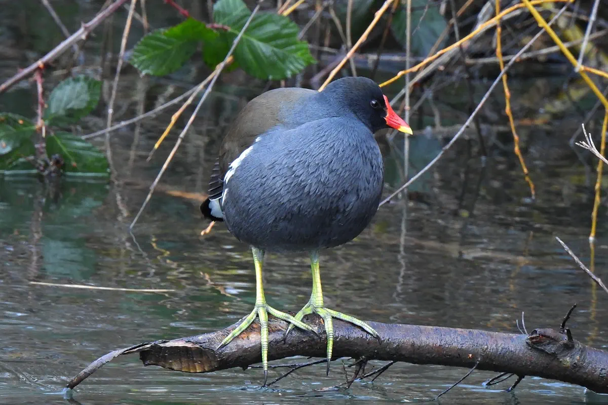 Teichhuhn