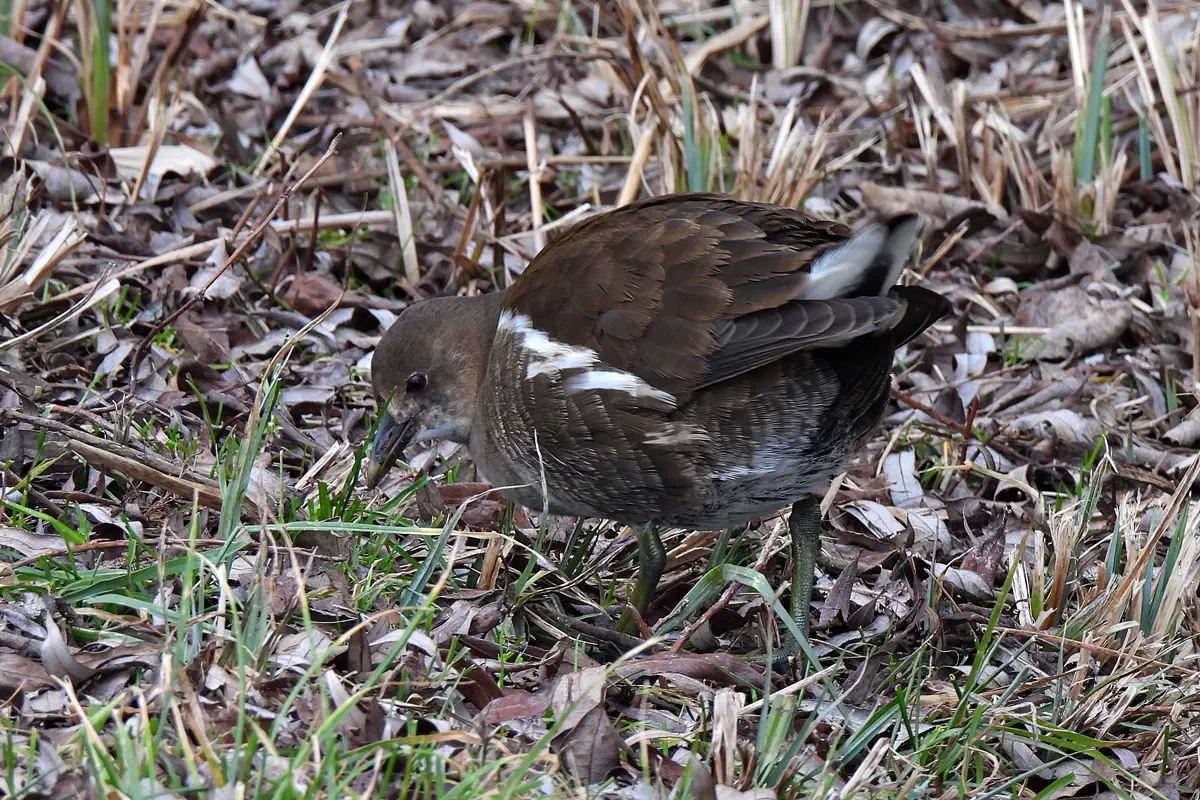 Teichhuhn