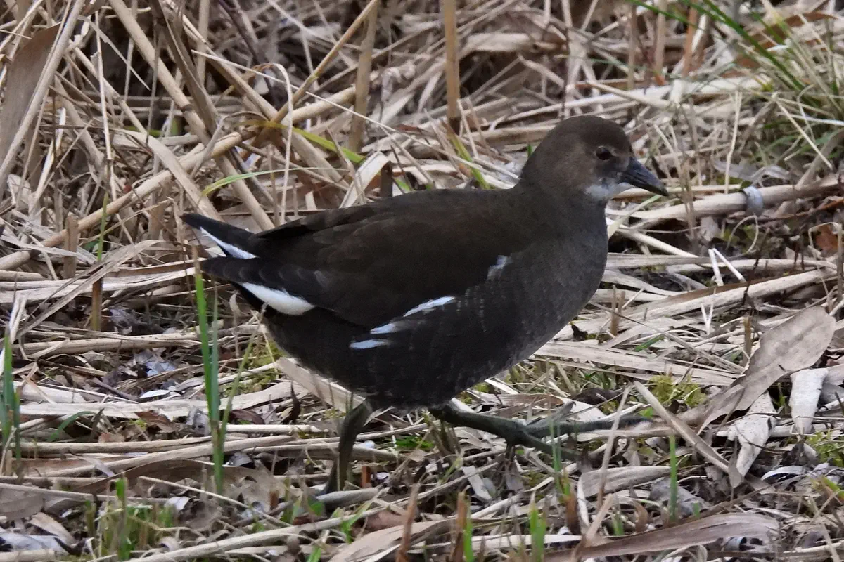Teichhuhn