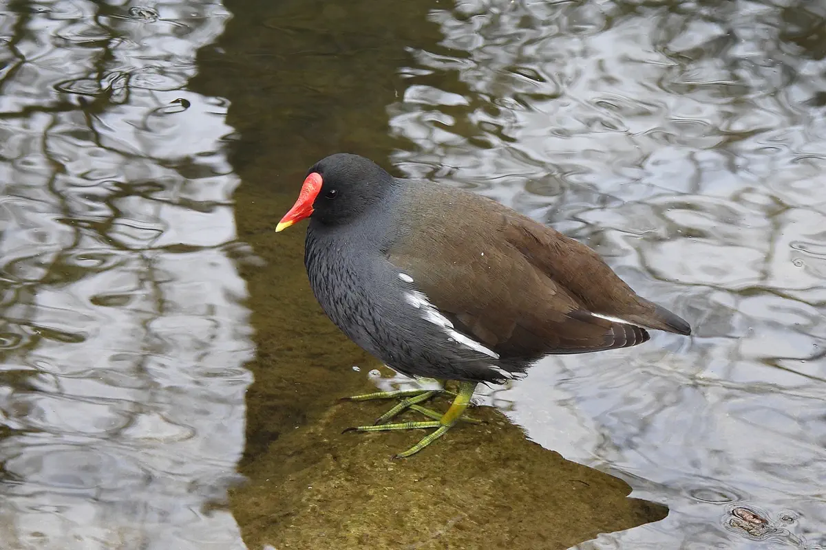 Teichhuhn