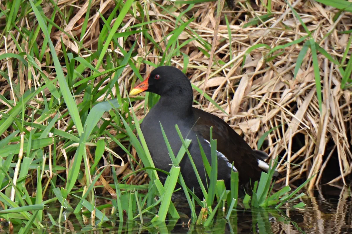 Teichhuhn