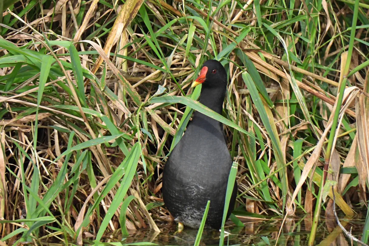 Teichhuhn