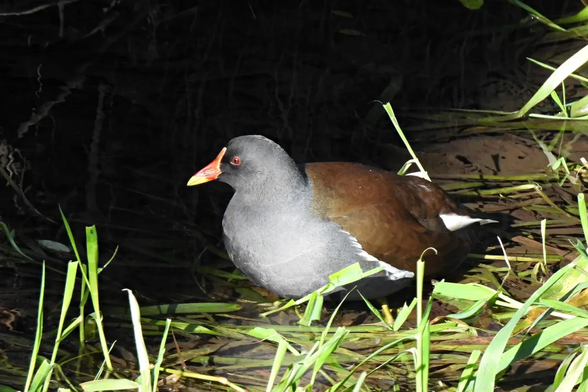 Teichhuhn