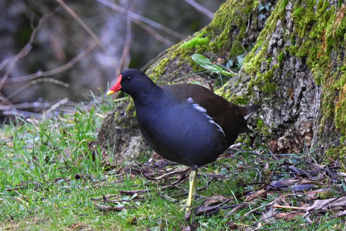 Teichhuhn