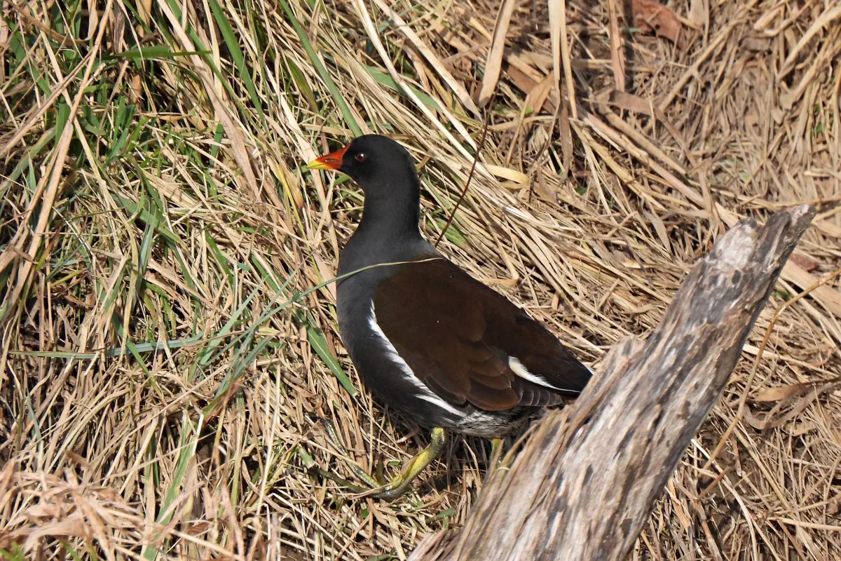 Teichhuhn