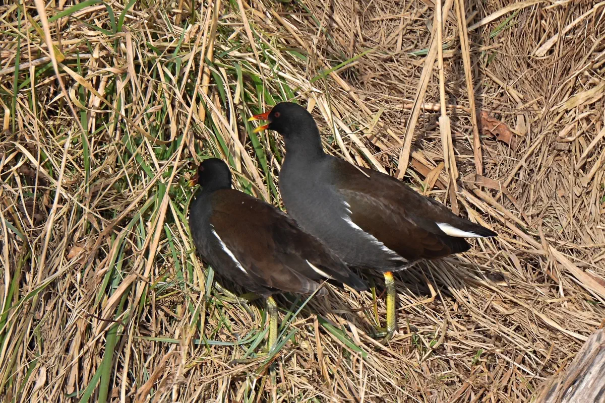 Teichhuhn