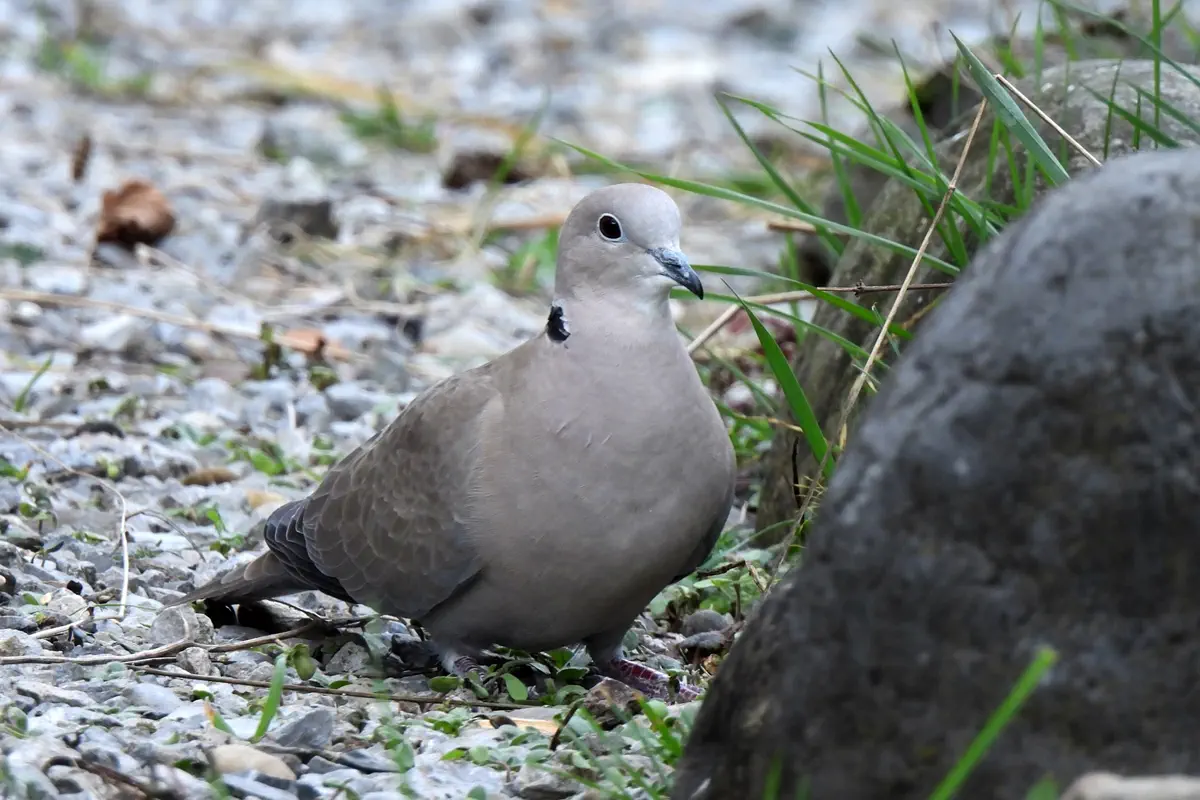 Türkentaube