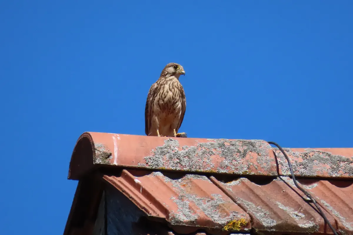 Turmfalke