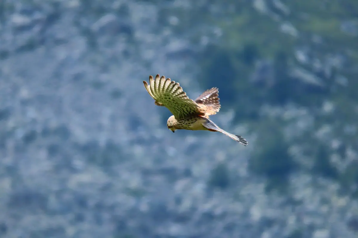 Turmfalke
